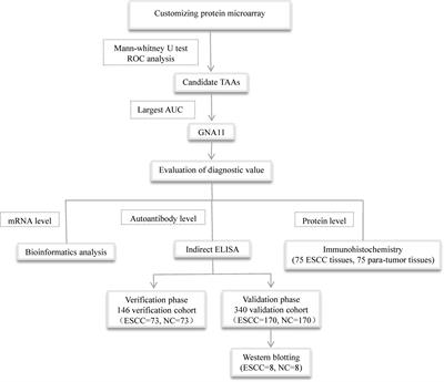 Identification and Evaluation of Autoantibody to a Novel Tumor-Associated Antigen GNA11 as a Biomarker in Esophageal Squamous Cell Carcinoma